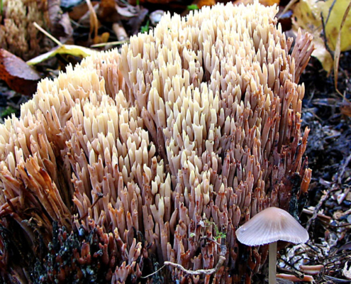 Vortrag - Vom Uranbergbau zurück zur Natur Landschaftsgestaltung und Naturschutz im Ronneburger Land