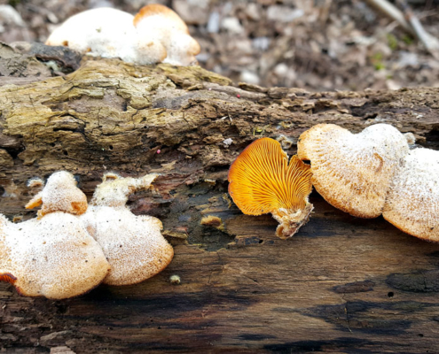 Vorträge - Der Natur auf der Spur ...