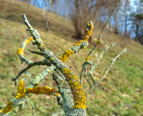 Vorträge - Der Natur auf der Spur ...