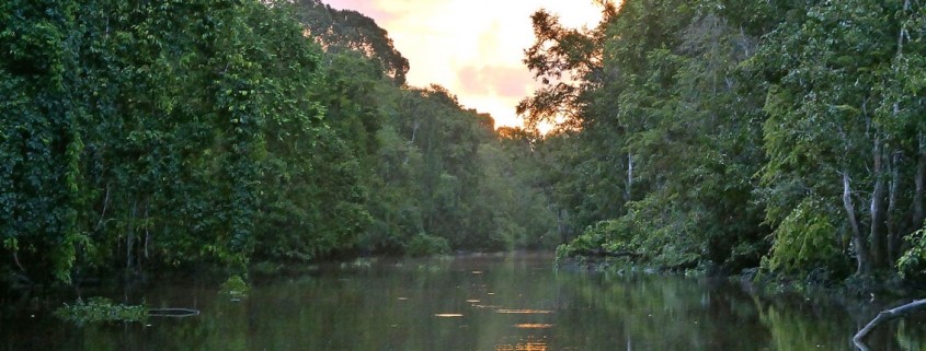 Am Kinabatangan