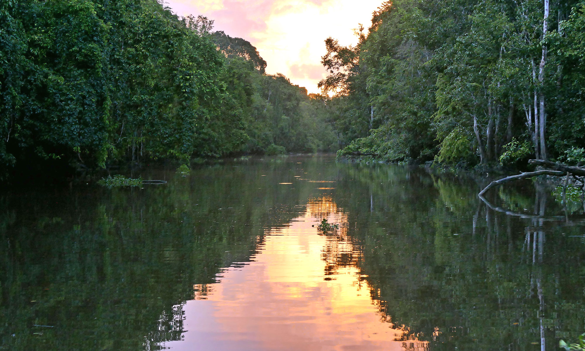 Am Kinabatangan