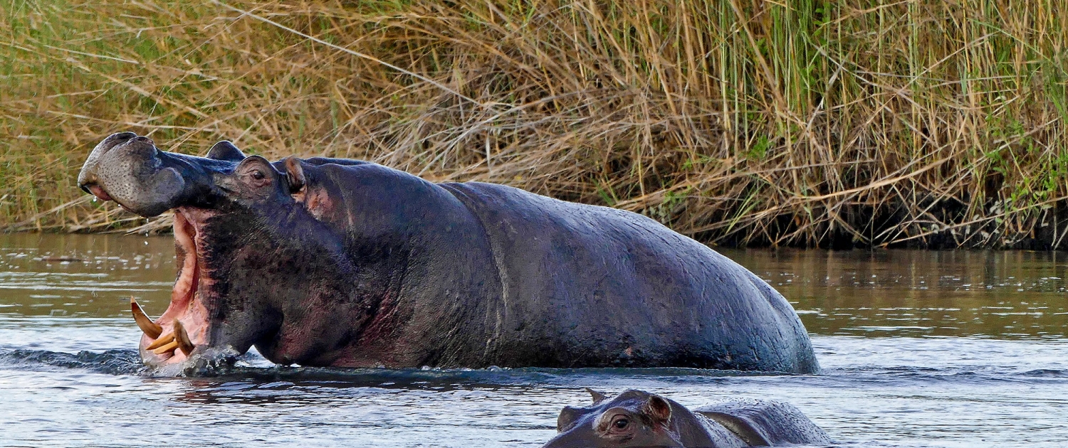 Flusspferd (Hippopotamus amphibius) Flusspferd (Hippopotamus amphibius)