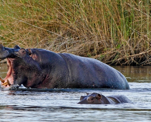 Flusspferd (Hippopotamus amphibius) Flusspferd (Hippopotamus amphibius)