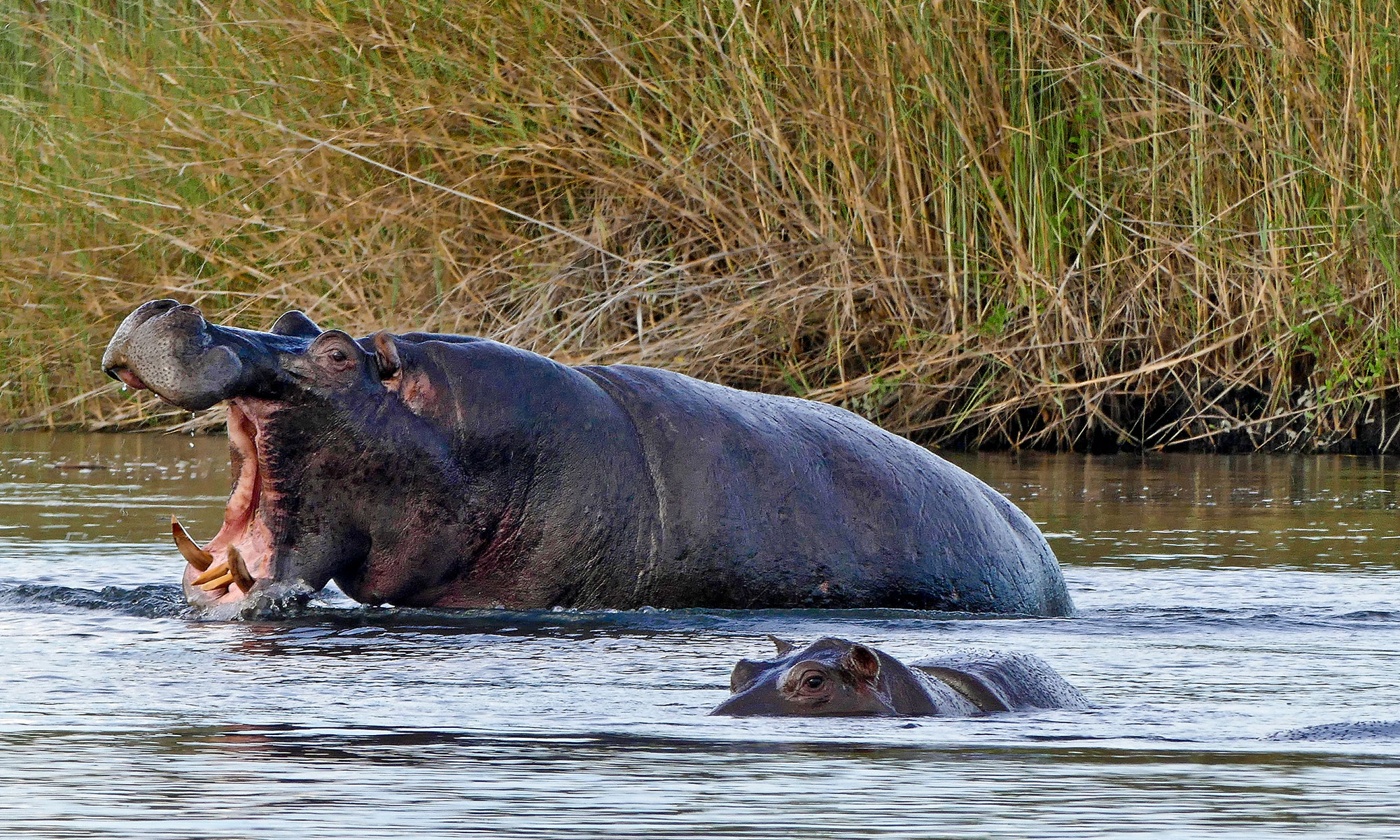 Flusspferd (Hippopotamus amphibius) Flusspferd (Hippopotamus amphibius)