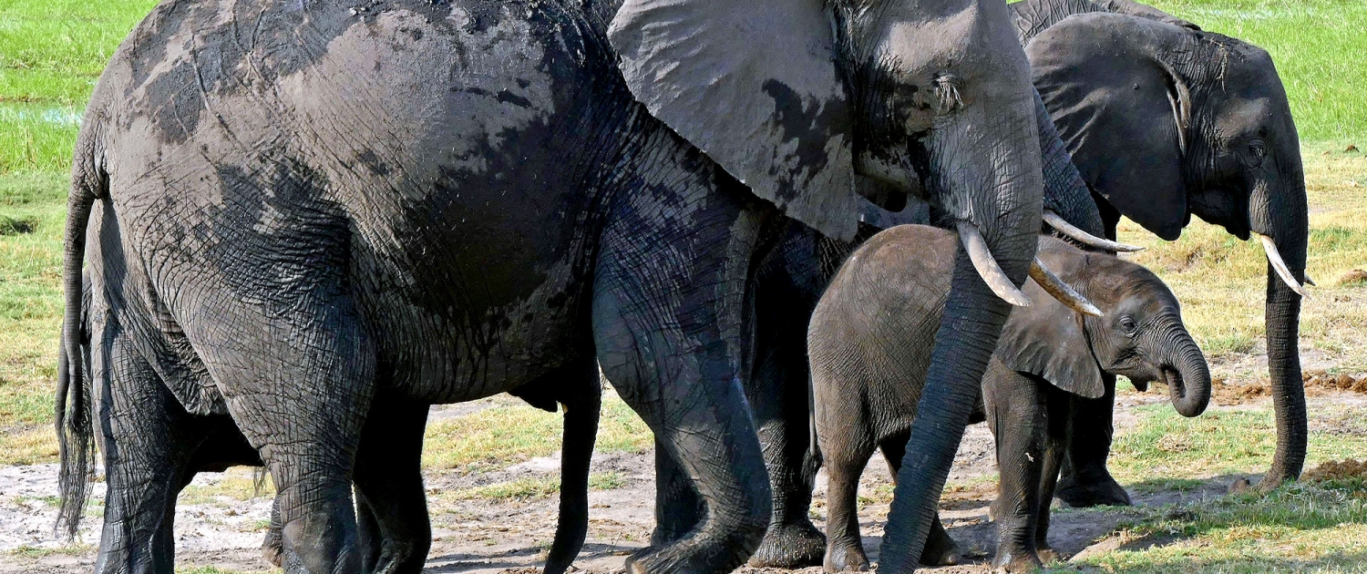 Afrikanischer Elefant (Loxodonta africana) Afrikanischer Elefant (Loxodonta africana)