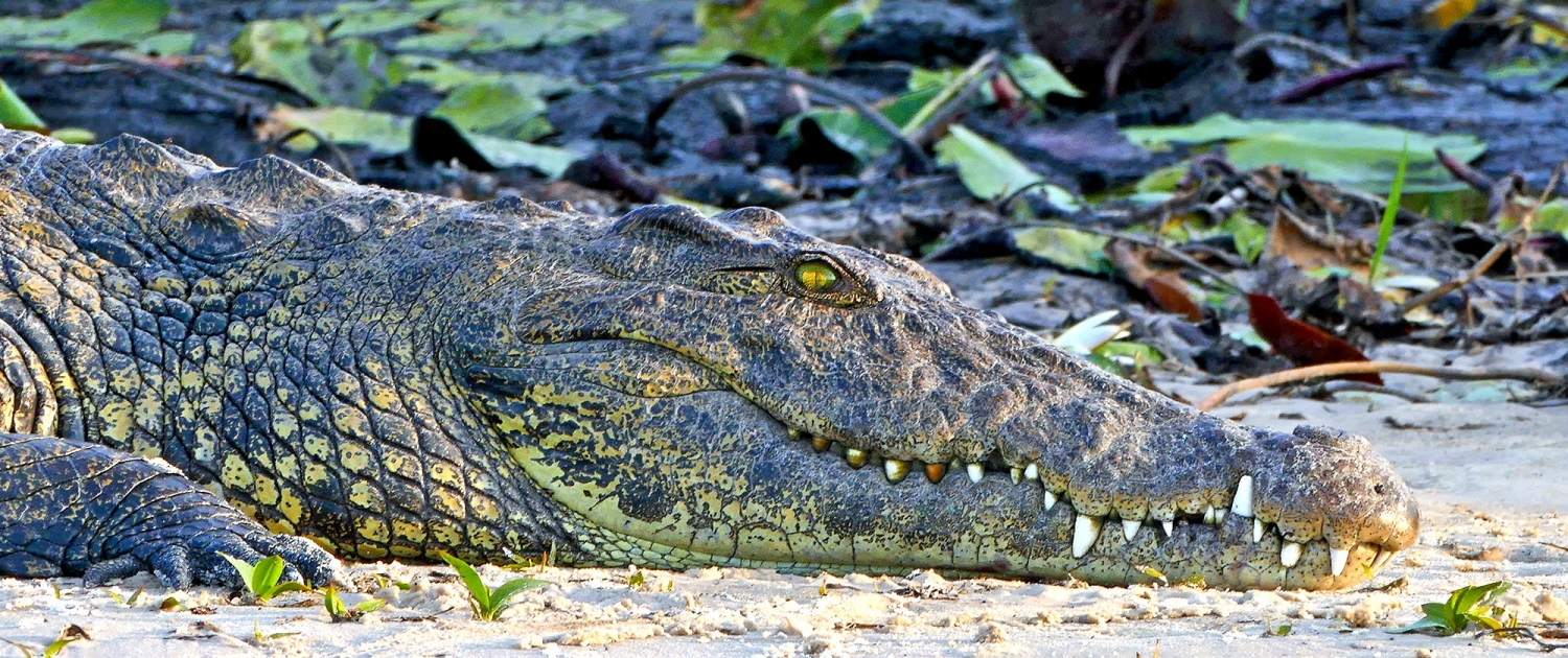 Nilkrokodil (Crocodylus niloticus) Nilkrokodil (Crocodylus niloticus)