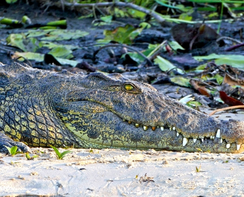 Nilkrokodil (Crocodylus niloticus) Nilkrokodil (Crocodylus niloticus)
