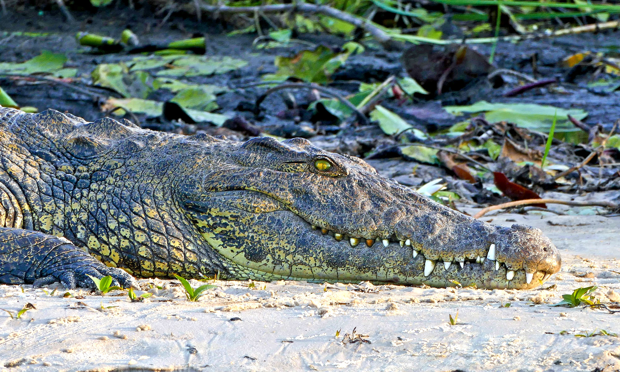 Nilkrokodil (Crocodylus niloticus) Nilkrokodil (Crocodylus niloticus)