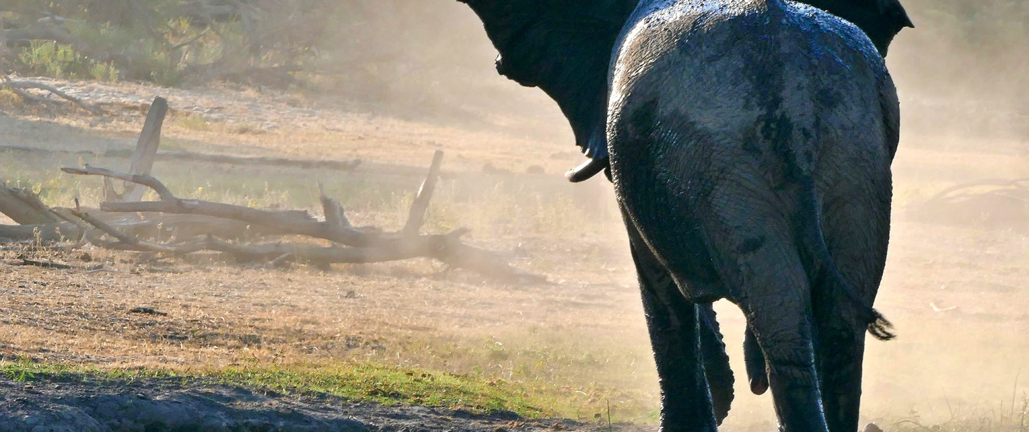 Afrikanischer Elefant (Loxodonta africana) Afrikanischer Elefant (Loxodonta africana)