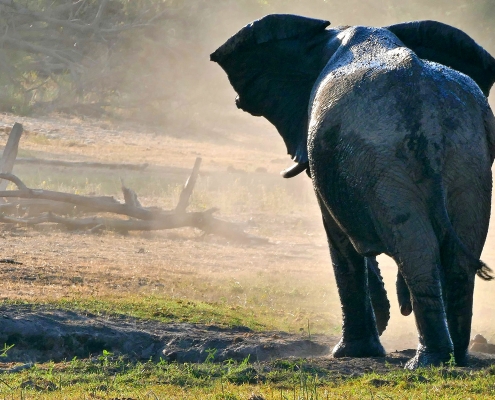 Afrikanischer Elefant (Loxodonta africana) Afrikanischer Elefant (Loxodonta africana)