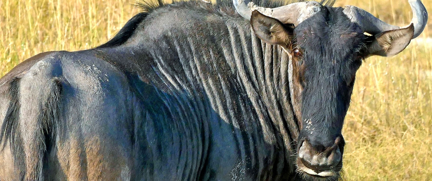 Streifengnu (Connochaetes taurinus) Streifengnu (Connochaetes taurinus)