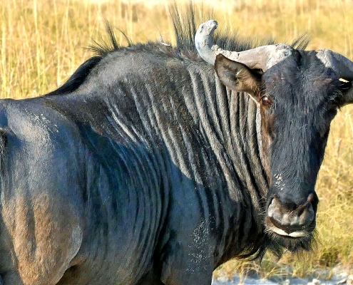 Streifengnu (Connochaetes taurinus) Streifengnu (Connochaetes taurinus)