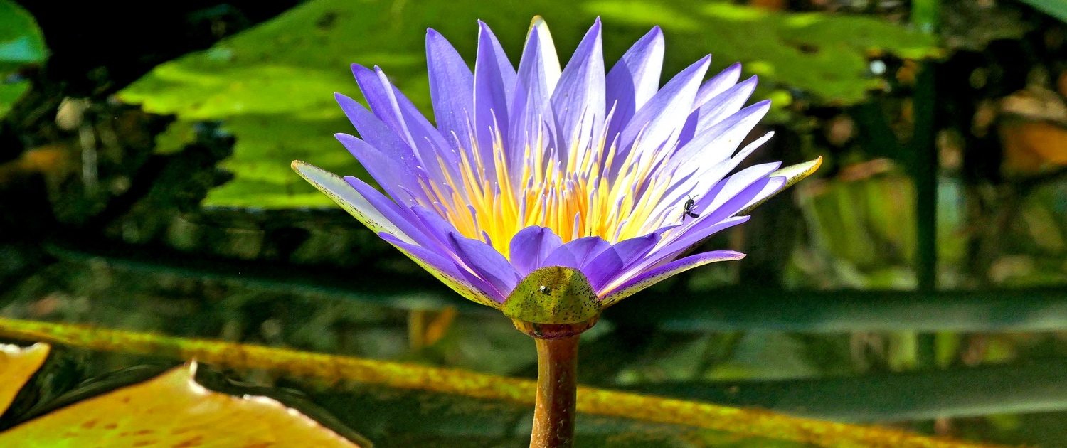 Blaue Wasserlilie (Nymphaea nouchali var. caerulea) Blaue Wasserlilie (Nymphaea nouchali var. caerulea)
