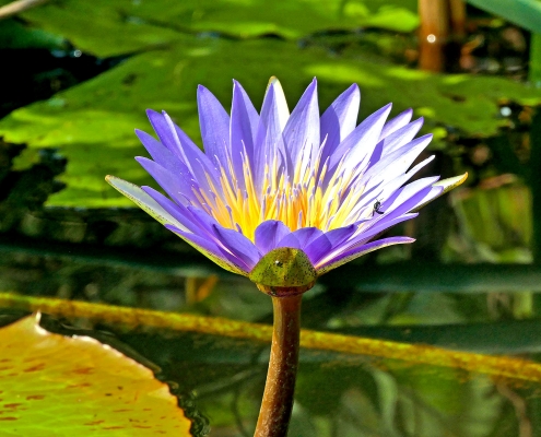 Blaue Wasserlilie (Nymphaea nouchali var. caerulea) Blaue Wasserlilie (Nymphaea nouchali var. caerulea)