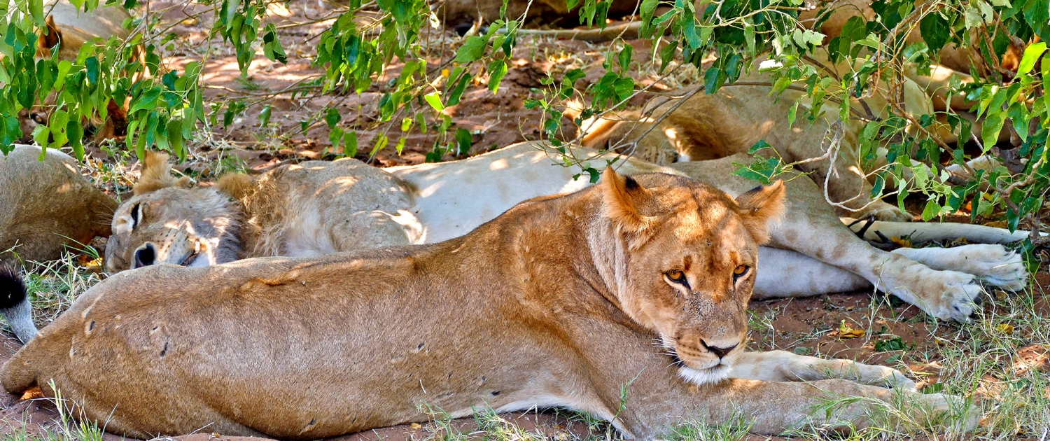 Löwe (Panthera leo) Löwe (Panthera leo)