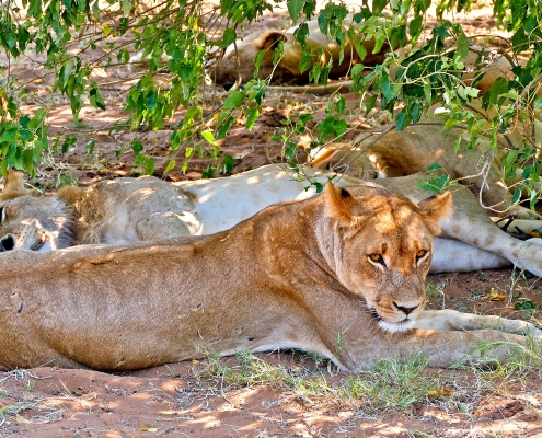 Löwe (Panthera leo) Löwe (Panthera leo)