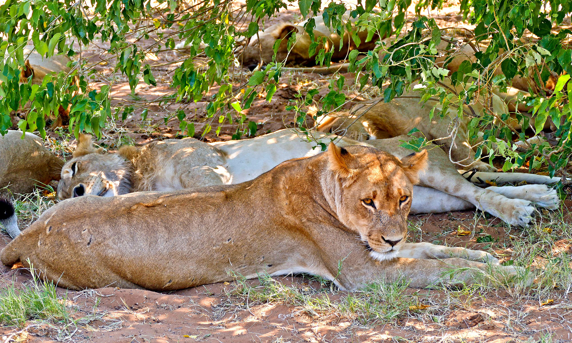 Löwe (Panthera leo) Löwe (Panthera leo)