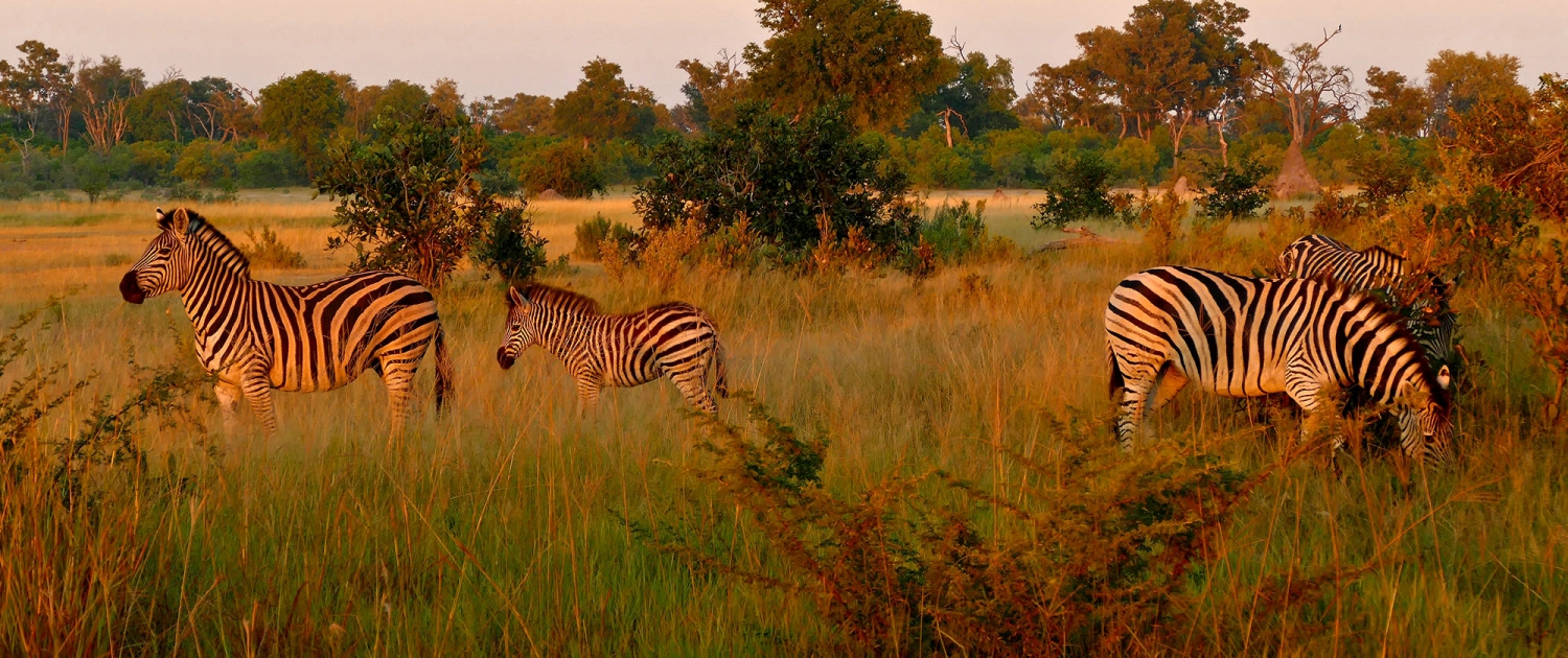 Steppenzebra (Equus quagga) Steppenzebra (Equus quagga)