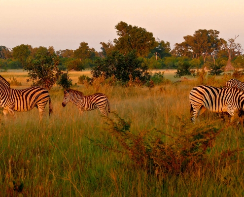 Steppenzebra (Equus quagga) Steppenzebra (Equus quagga)
