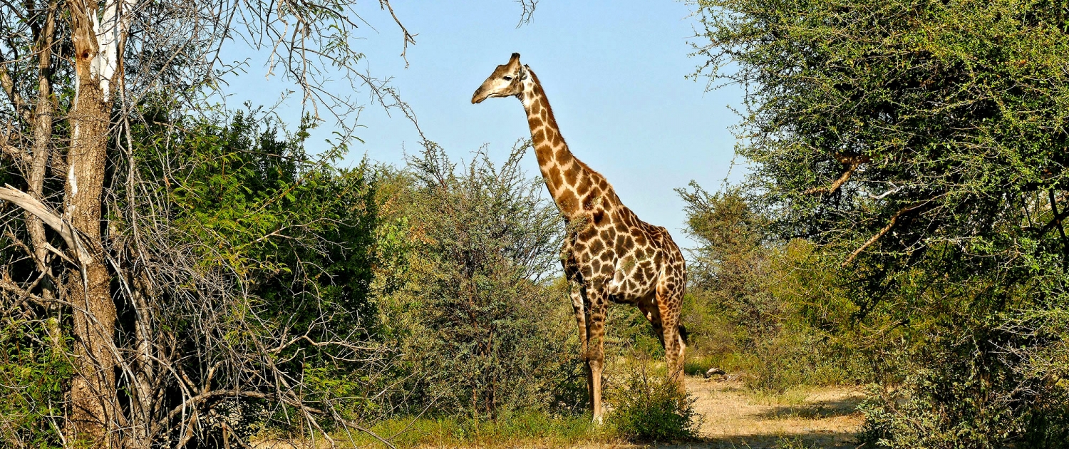 Giraffe (Giraffa camelopardalis) Giraffe (Giraffa camelopardalis)