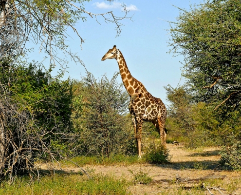 Giraffe (Giraffa camelopardalis) Giraffe (Giraffa camelopardalis)