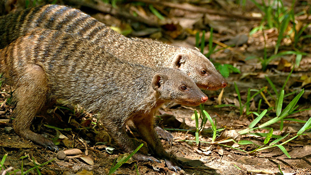 Zebramanguste (Mungos mungo) Zebramanguste (Mungos mungo)