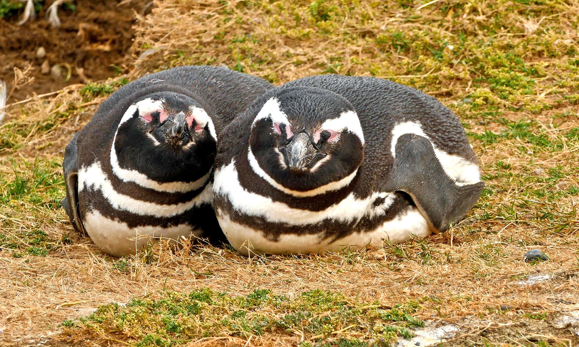 Magellan-Pinguin (Spheniscus magellanicus)