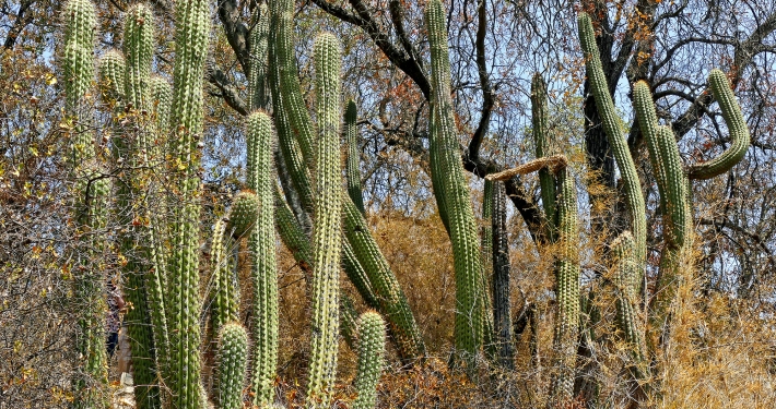 Quisco (Trichocereus chiloensis)