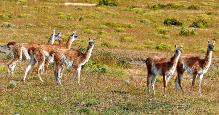 Guanako (Lama guanicoe)