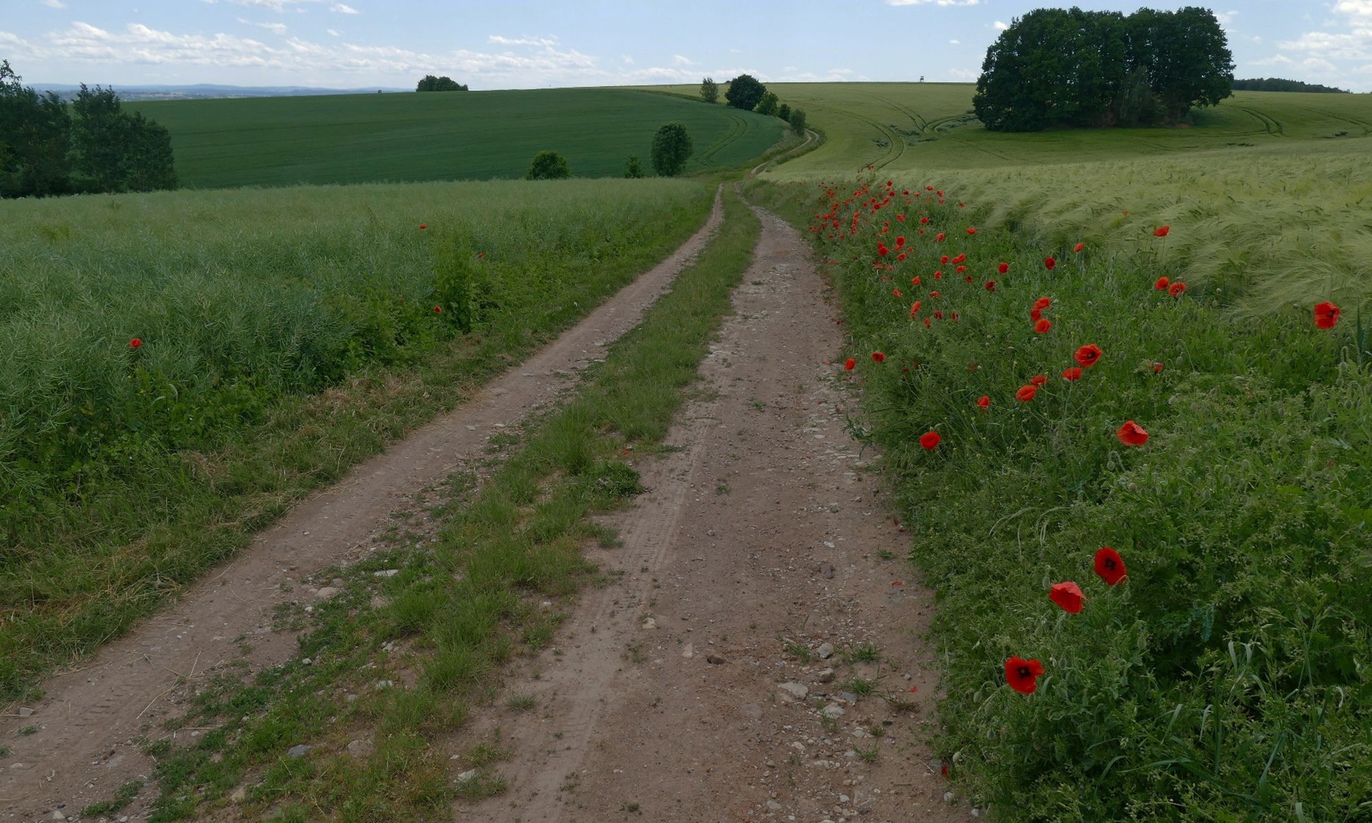 Ackerrandstreifen mit artenreicher Segetalflora