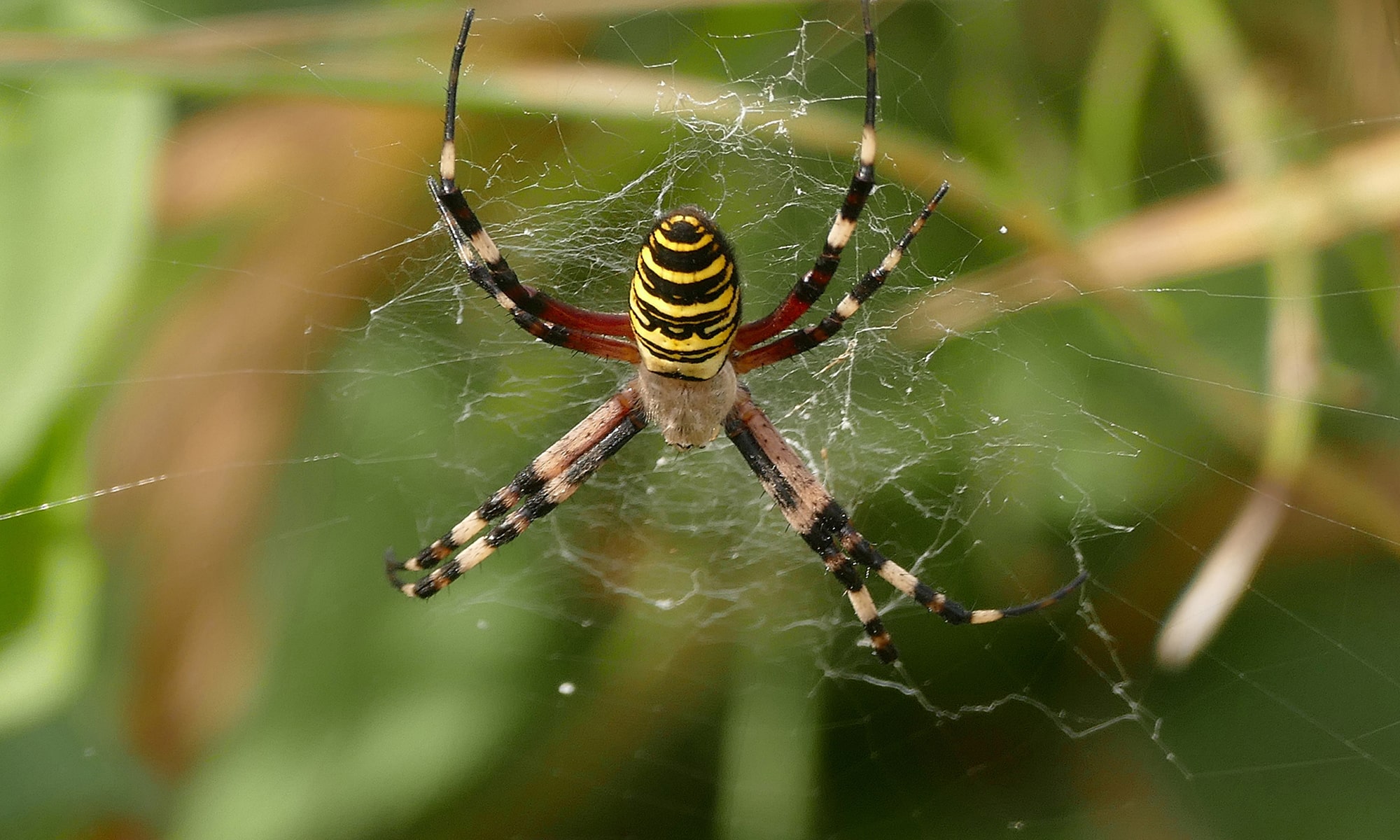 Wespenspinne (Argiope bruennichi)
