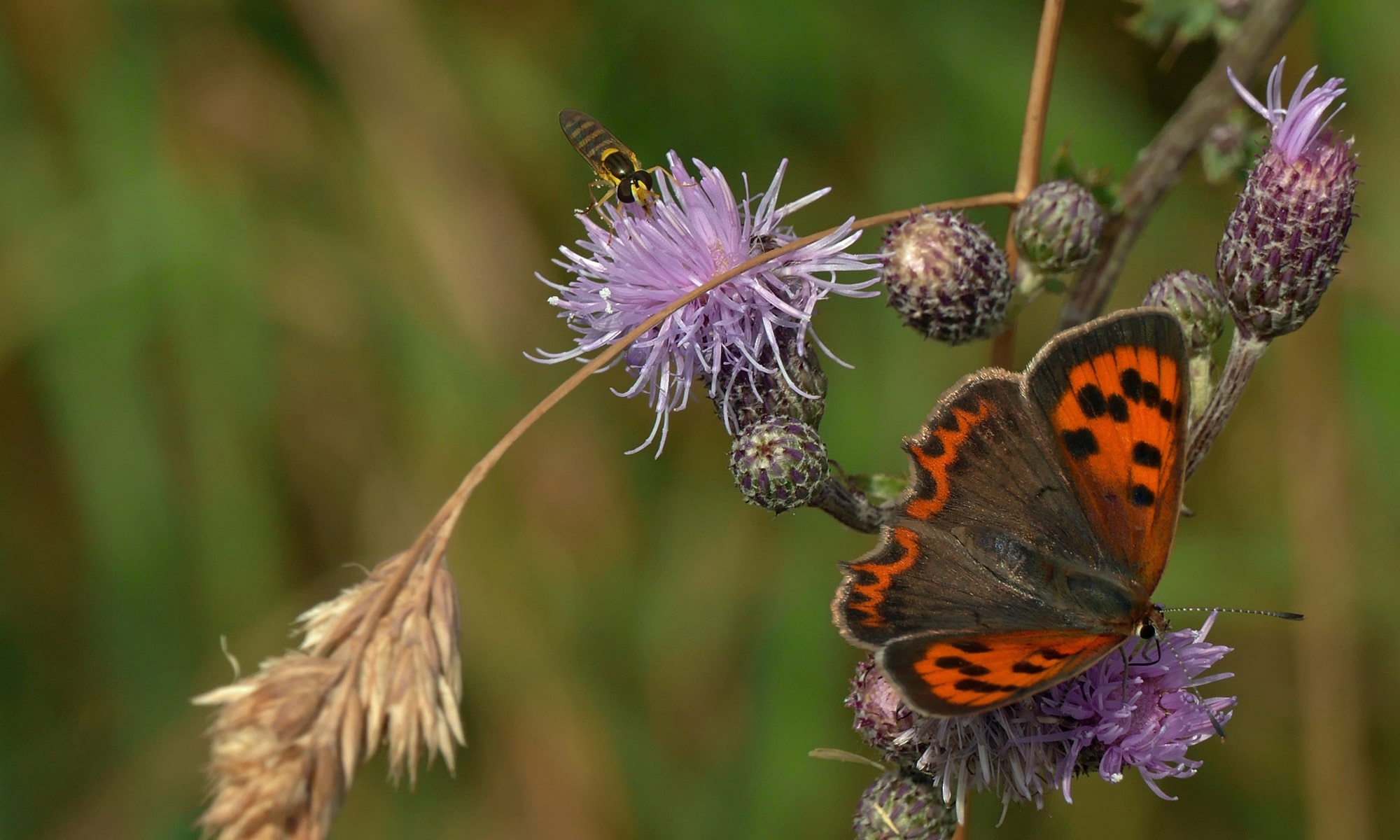 Kleiner Feuerfalter (Lycaena phlaeas)