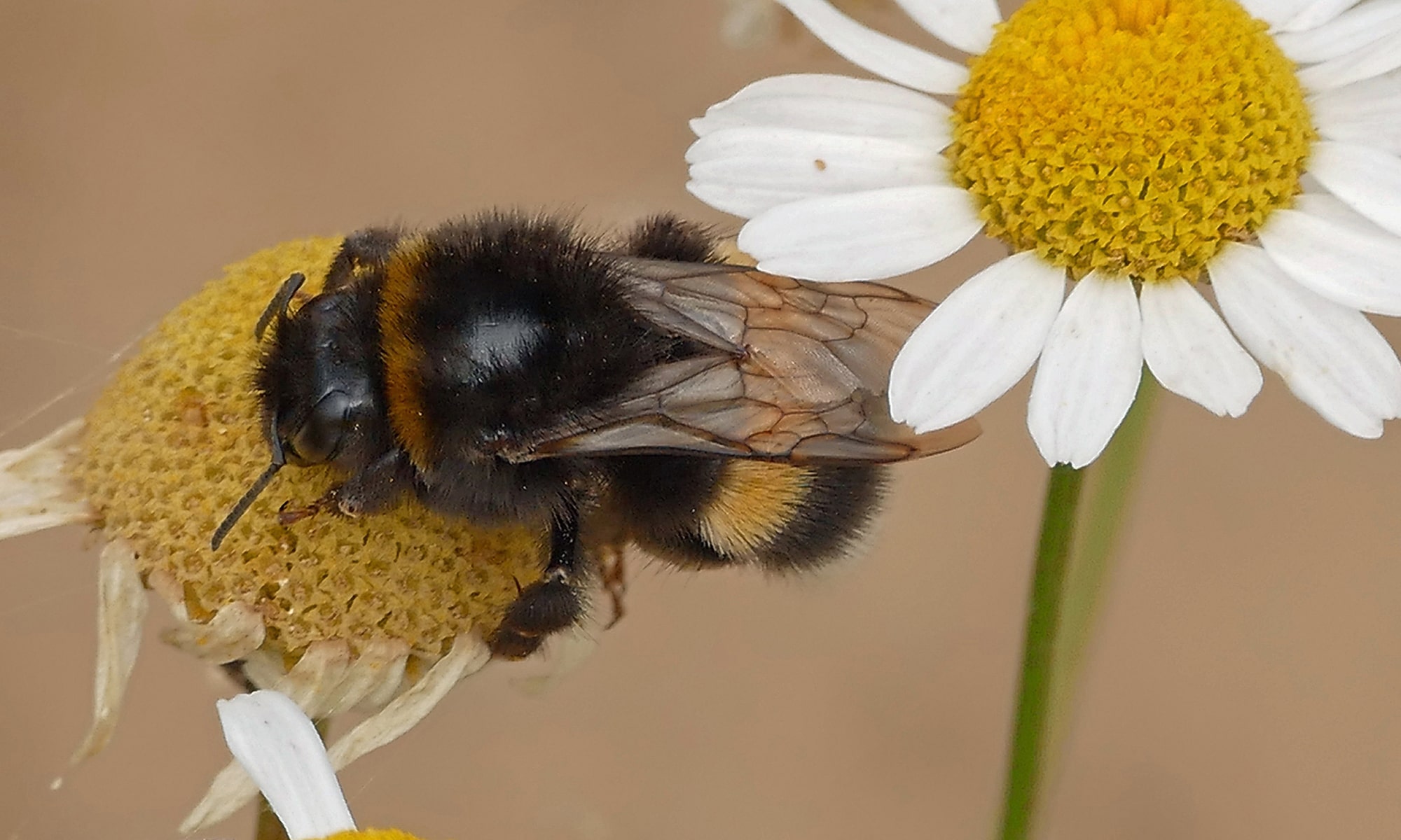 Dunkle Erdhummel (Bombus terrestris)