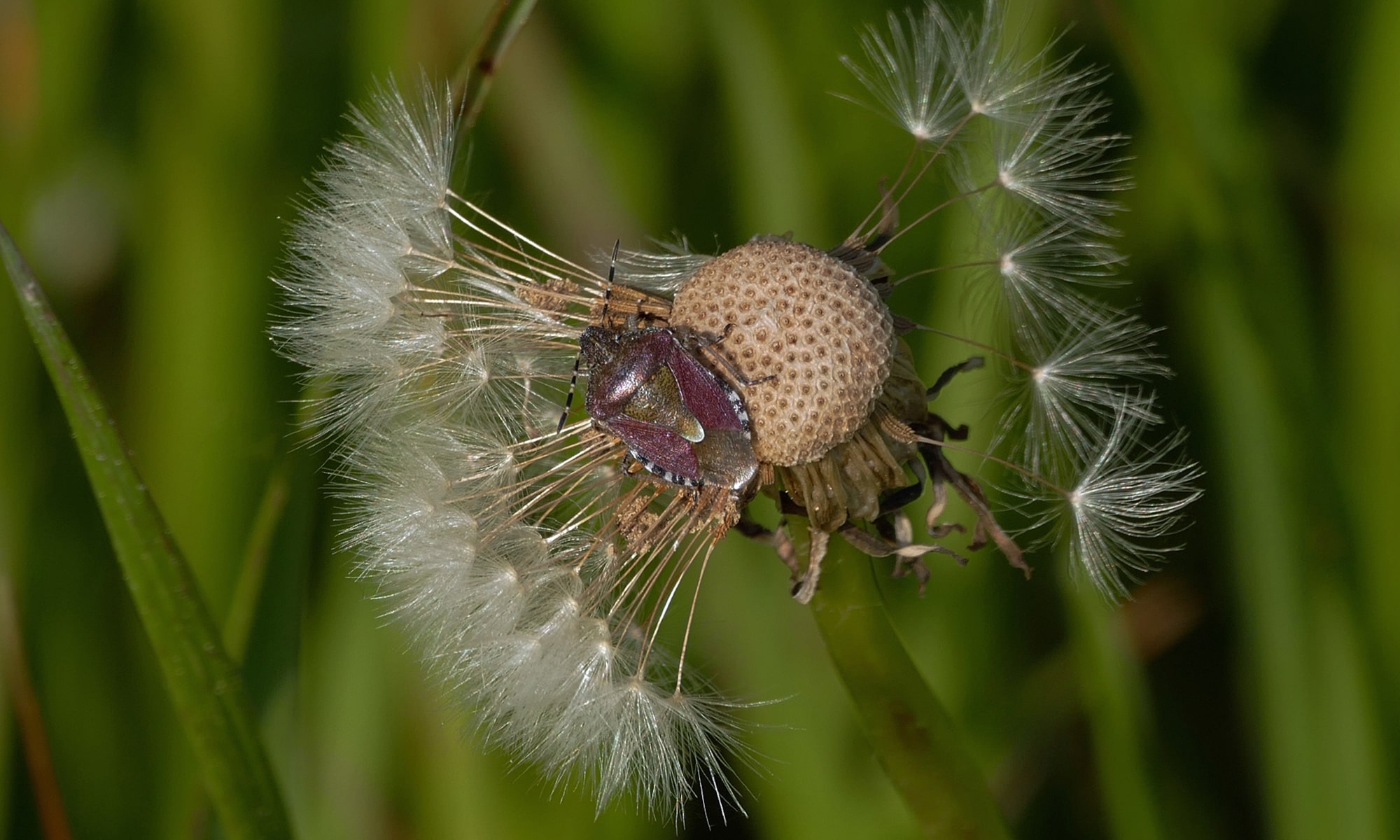 Beerenwanze (Dolycoris baccarum)