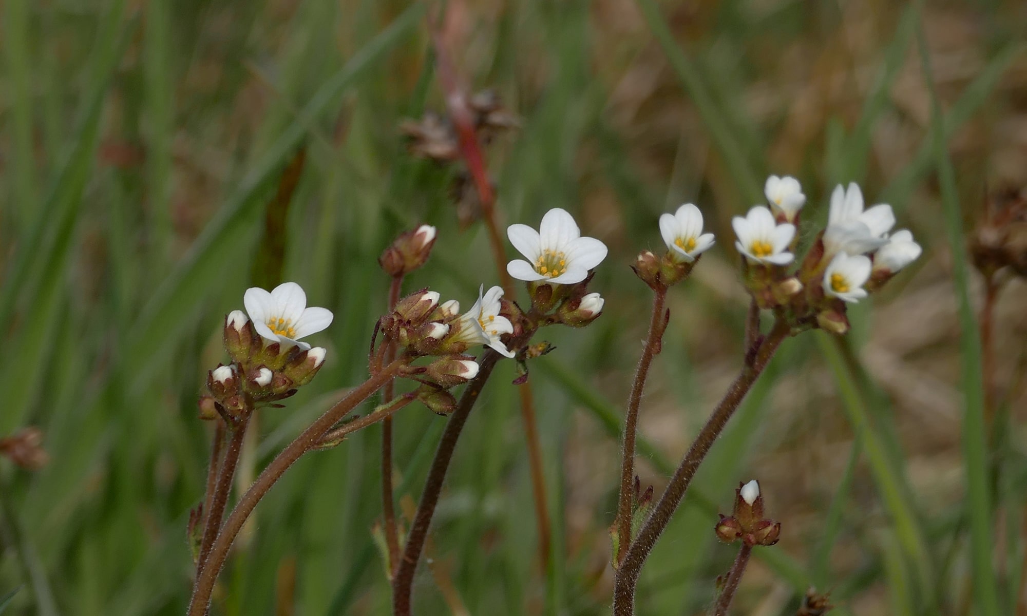 Körnchen-Steinbrech (Saxifraga granulata)