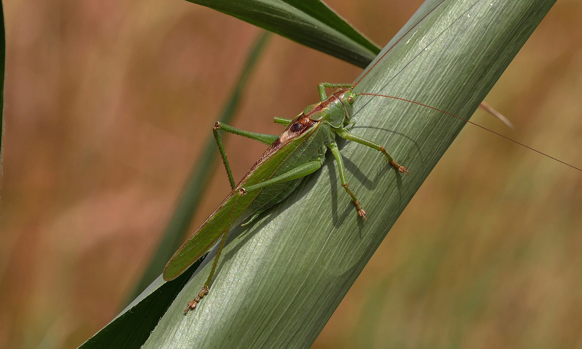 Grünes Heupferd (Tettigonia viridissima)