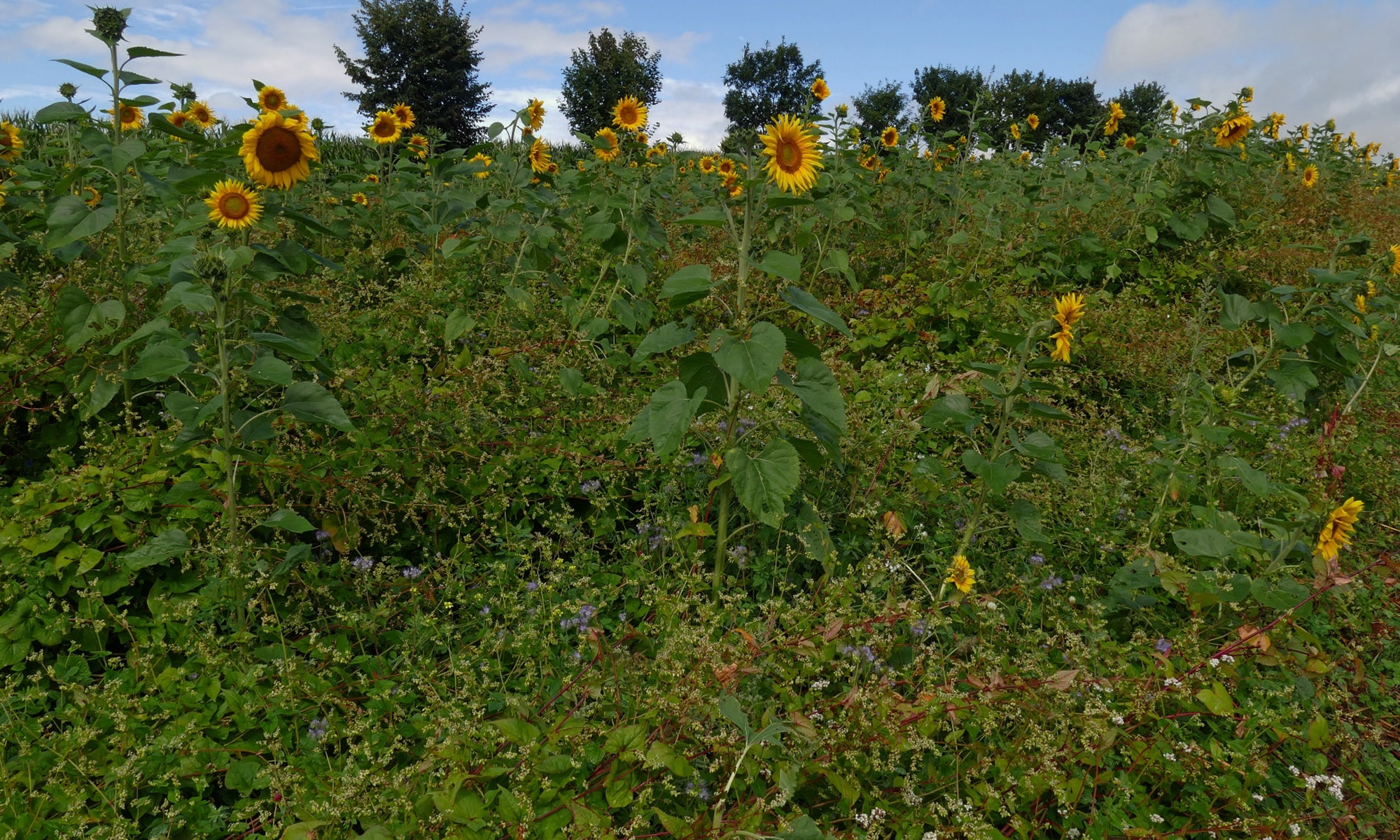 Blühstreifen mit Dominanz der Sonnenblume