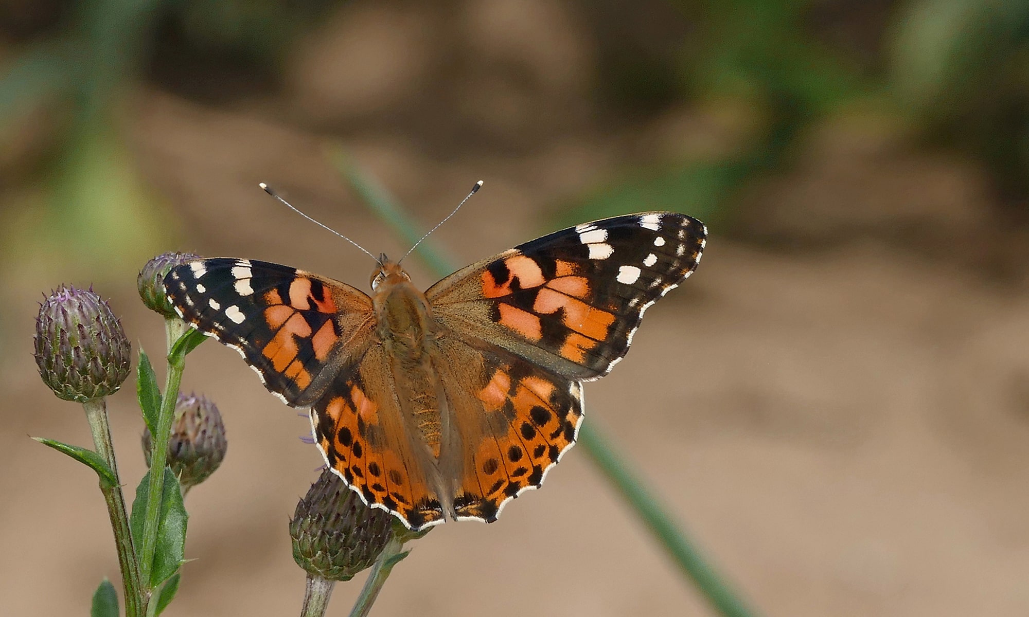 Distelfalter (Vanessa cardui)