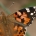 Distelfalter (Vanessa cardui)