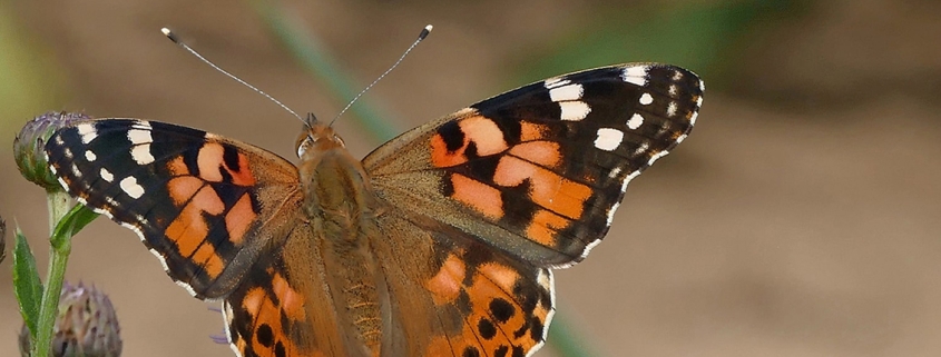 Distelfalter (Vanessa cardui)
