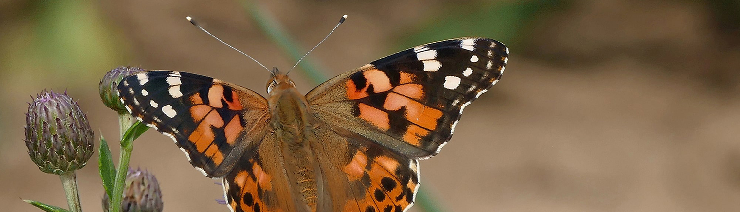 Distelfalter (Vanessa cardui)