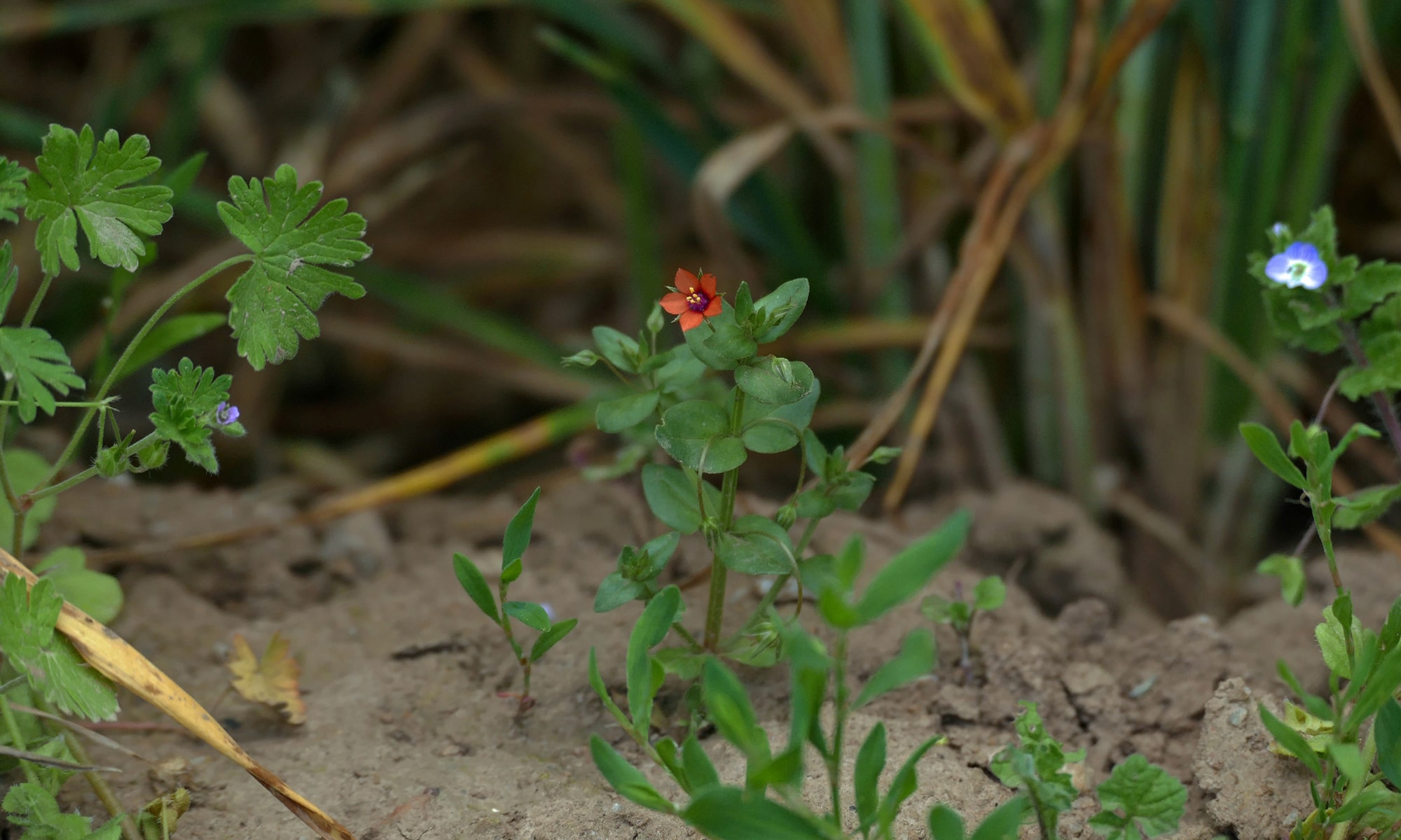 Acker-Gauchheil (Anagallis arvensis)