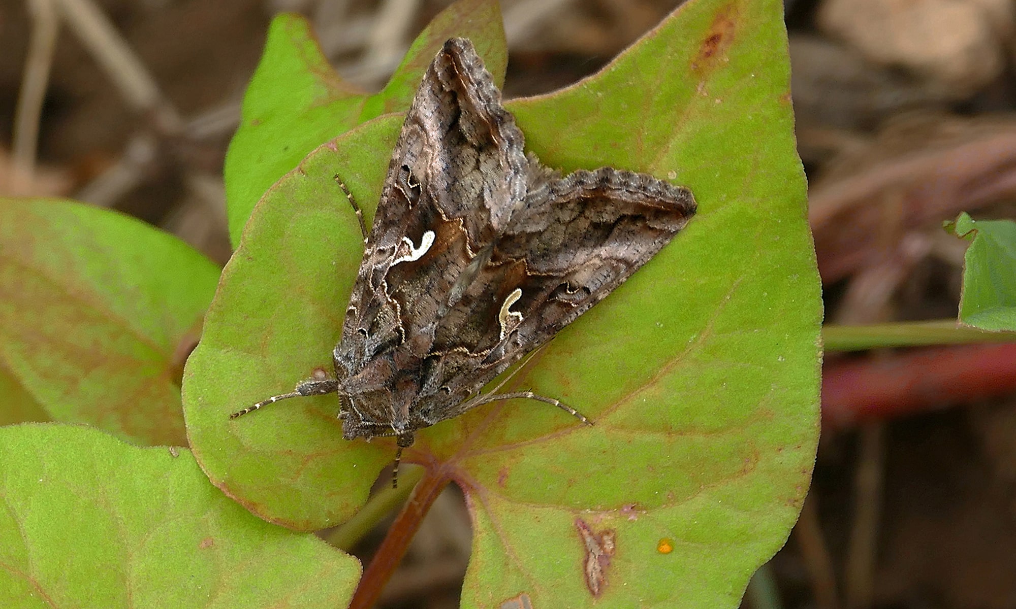 Gammaeule (Autographa gamma)