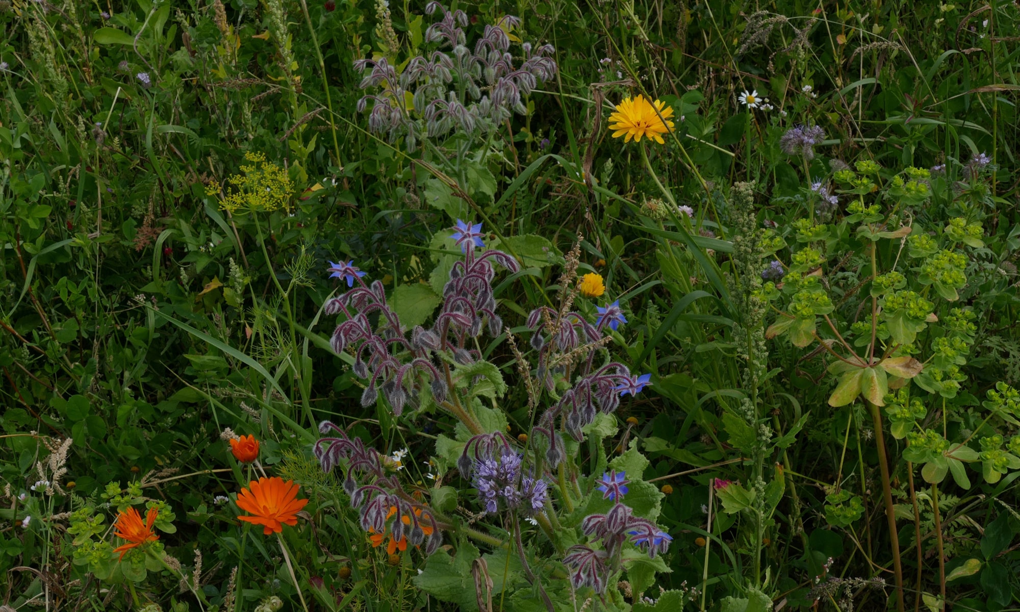 Begleitflora in einer Phazelia-Vermehrungsfläche