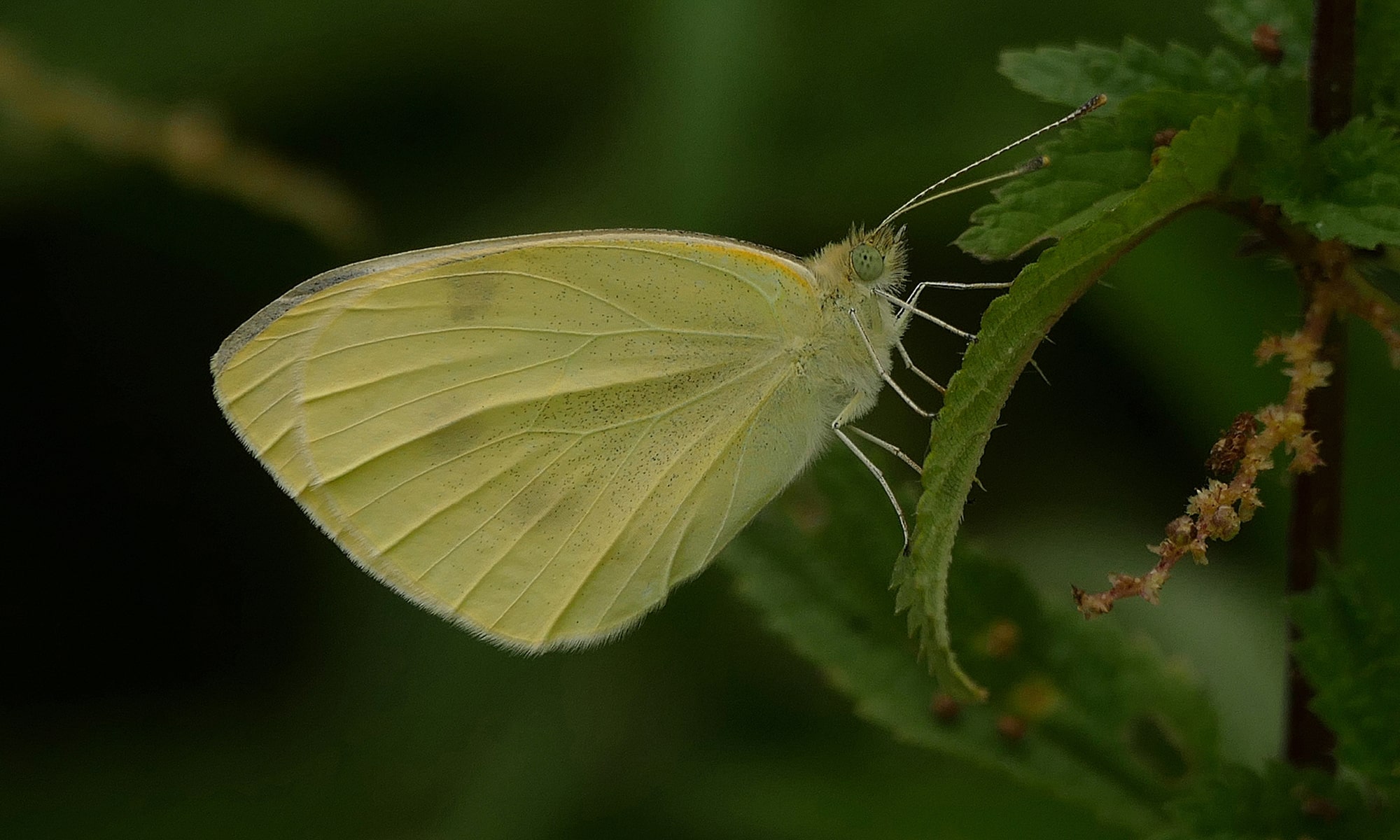 Kleiner Kohlweißling (Pieris rapae)