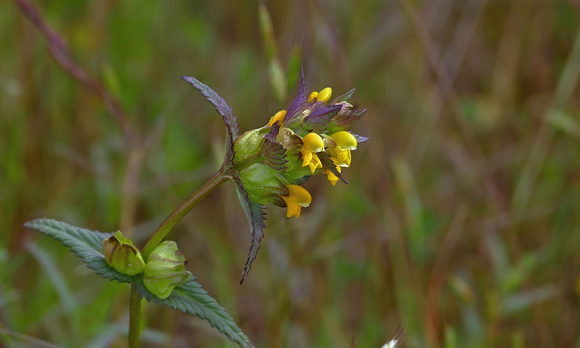 Kleiner Klappertopf (Rhinanthus minor)