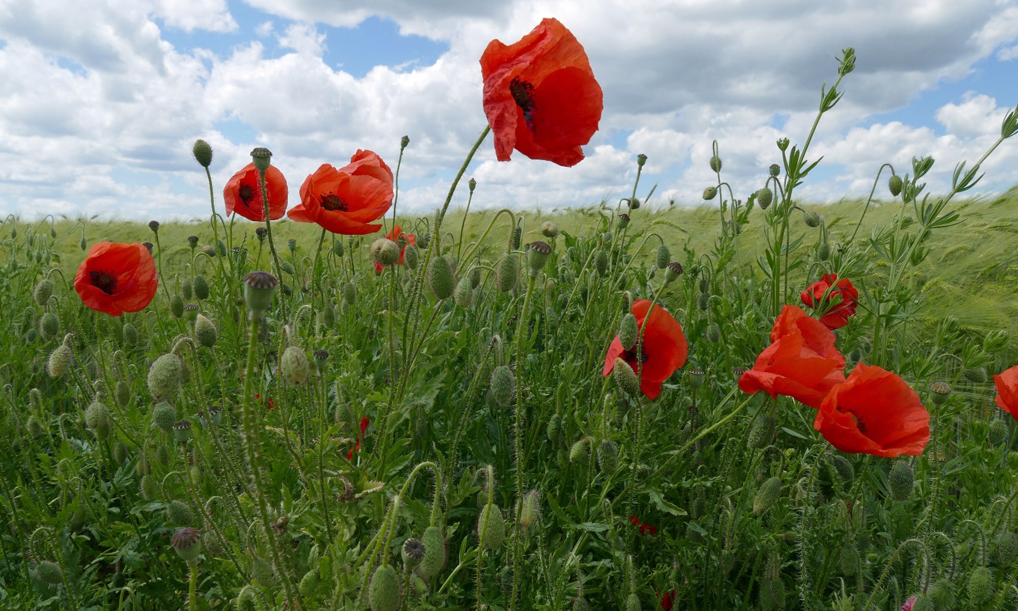 Klatsch-Mohn (Papaver rhoeas)