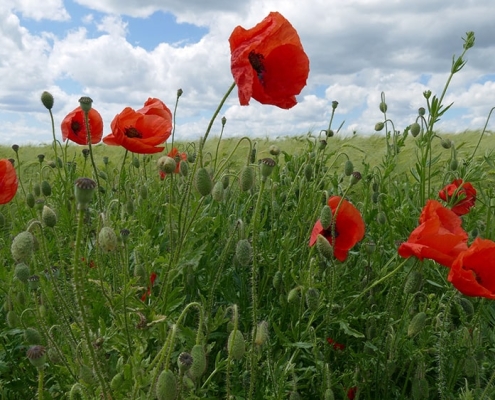 Klatsch-Mohn (Papaver rhoeas)