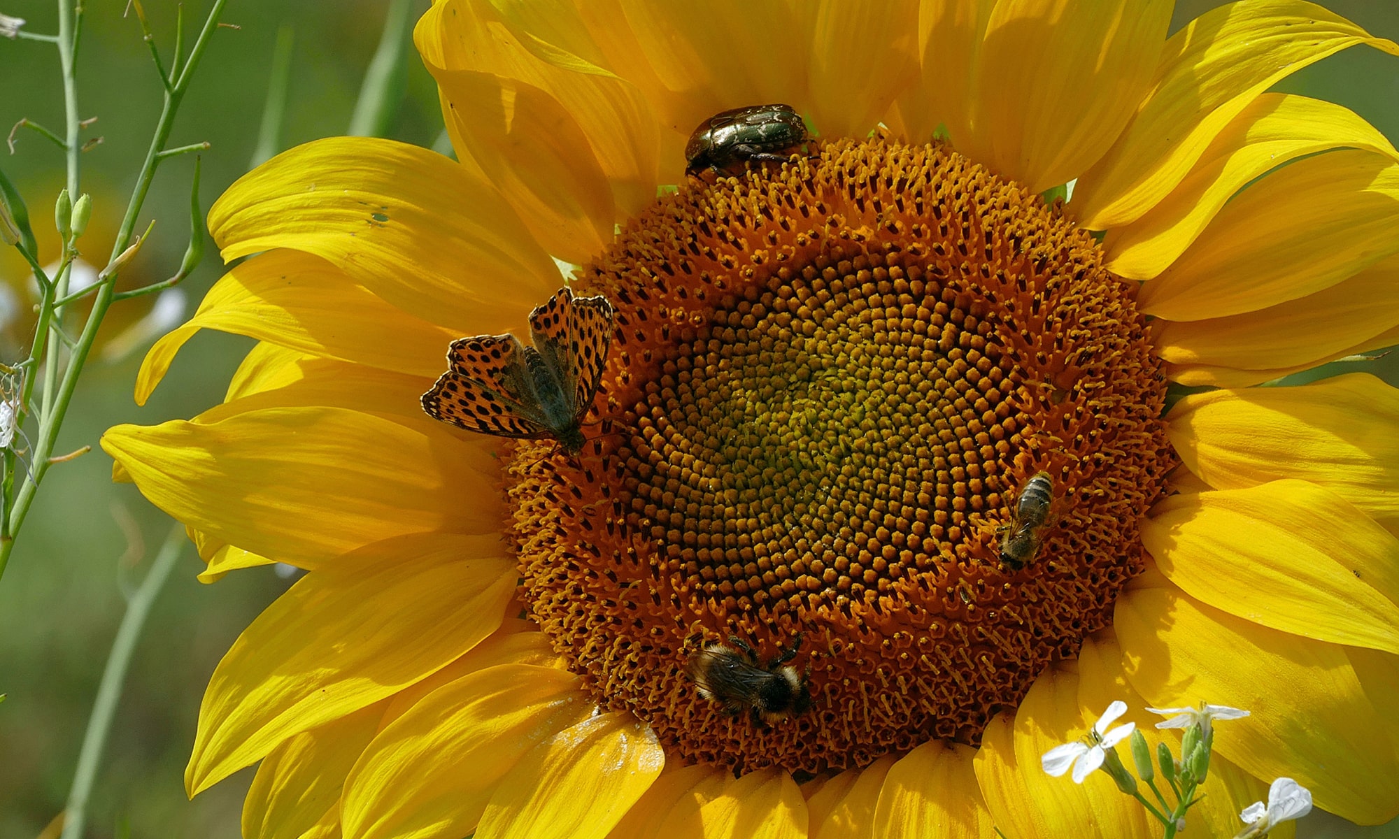 Blütenbesucher an einer Sonnenblume