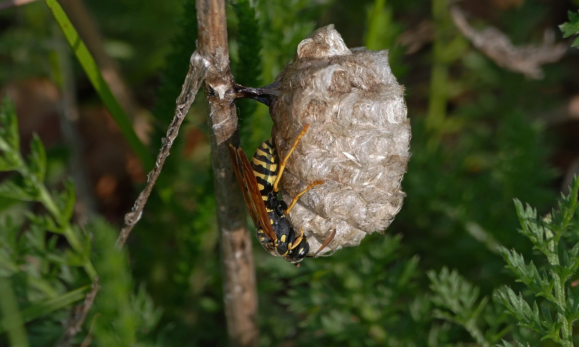 Feldwespe